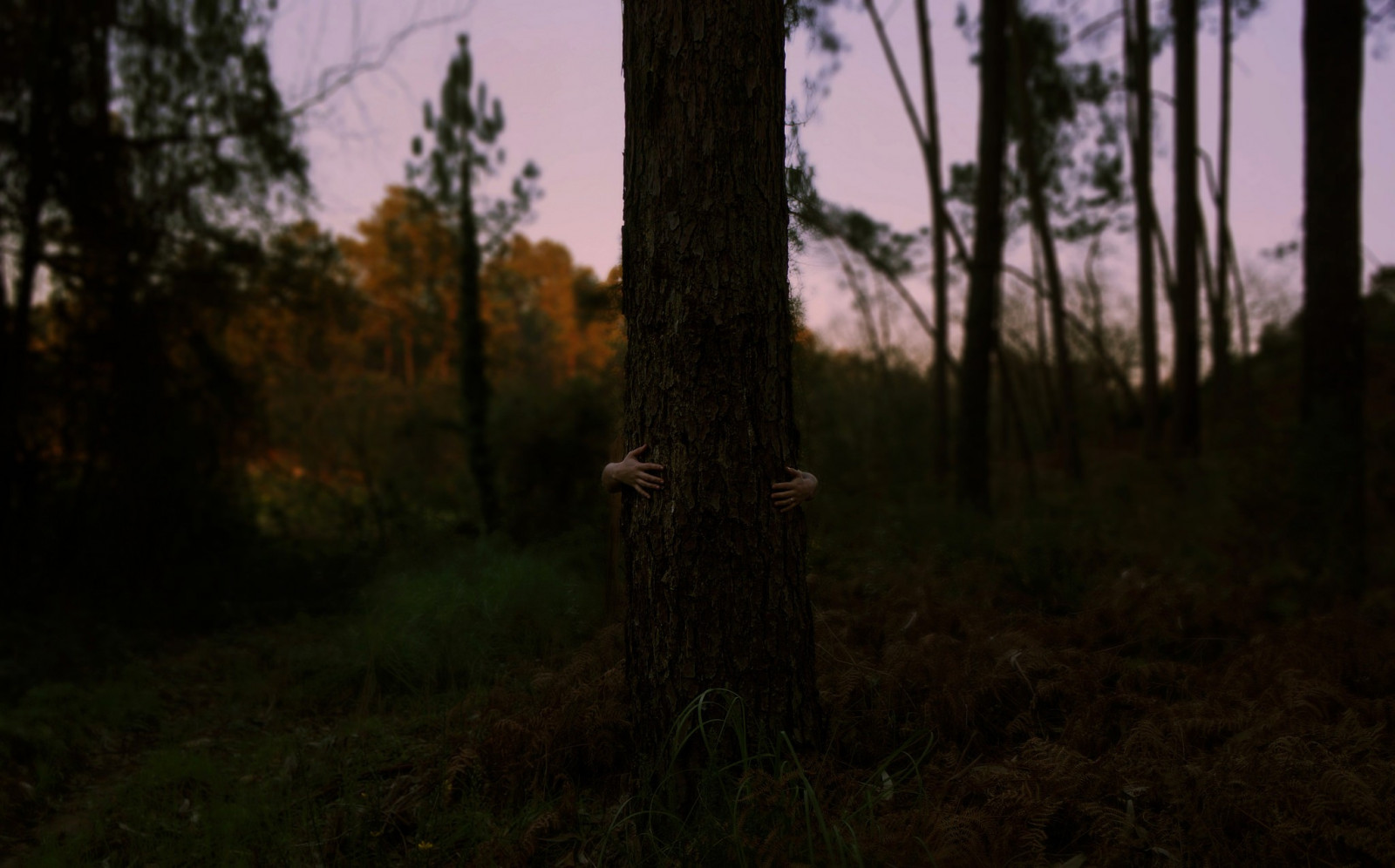 luz solar, Árvores, floresta, Mãos, natureza, grama, Plantas, fotografia, ramo, manhã, região selvagem, árvore, outono, folha, plantar, estação, Trevas, Floresta, habitat, ambiente natural, Fenômeno atmosférico, Planta lenhosa, característica geográfica, Ecossistema