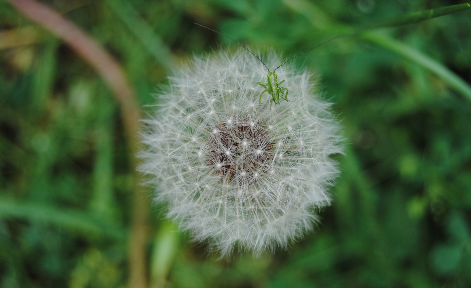 Příroda, tráva, fotografování, makro, zelená, pampeliška, květ, rostlina, flóra, bodlák, louka, fauna, divoká rostlina, vyrobit, botanika, suchozemská rostlina, kvetoucí rostlina, zblízka, makro fotografie, trny trny a trny, tráva rodina, závod stonek, daisy rodina, Silybum