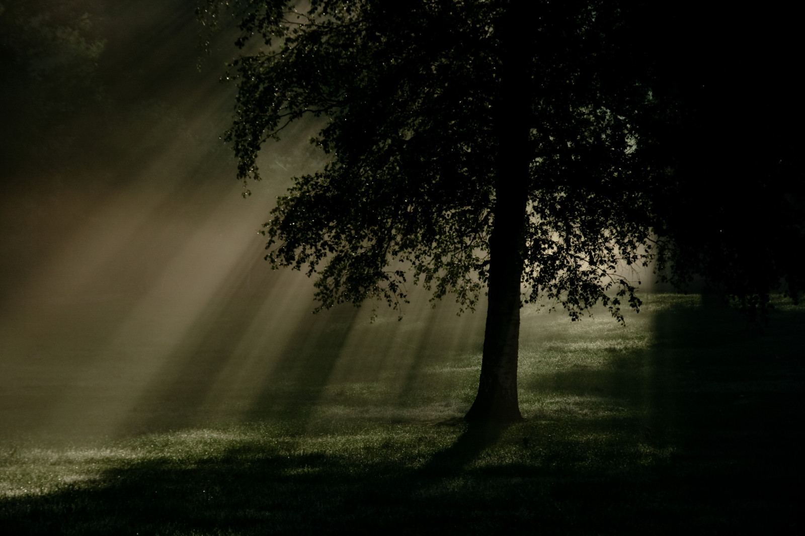 slunečnímu záření, krajina, les, noc, Příroda, tráva, nebe, větev, večer, ráno, mlha, Kánon, atmosféra, půlnoc, slunce, Los Angeles, Catalunya, světlo, strom, mlha, svítání, rostlina, de, tma, sigma, 400D, zálesí, 18200, počítač tapeta, dřevina, biome, jev, Garrotxa, Lámy, Rajos