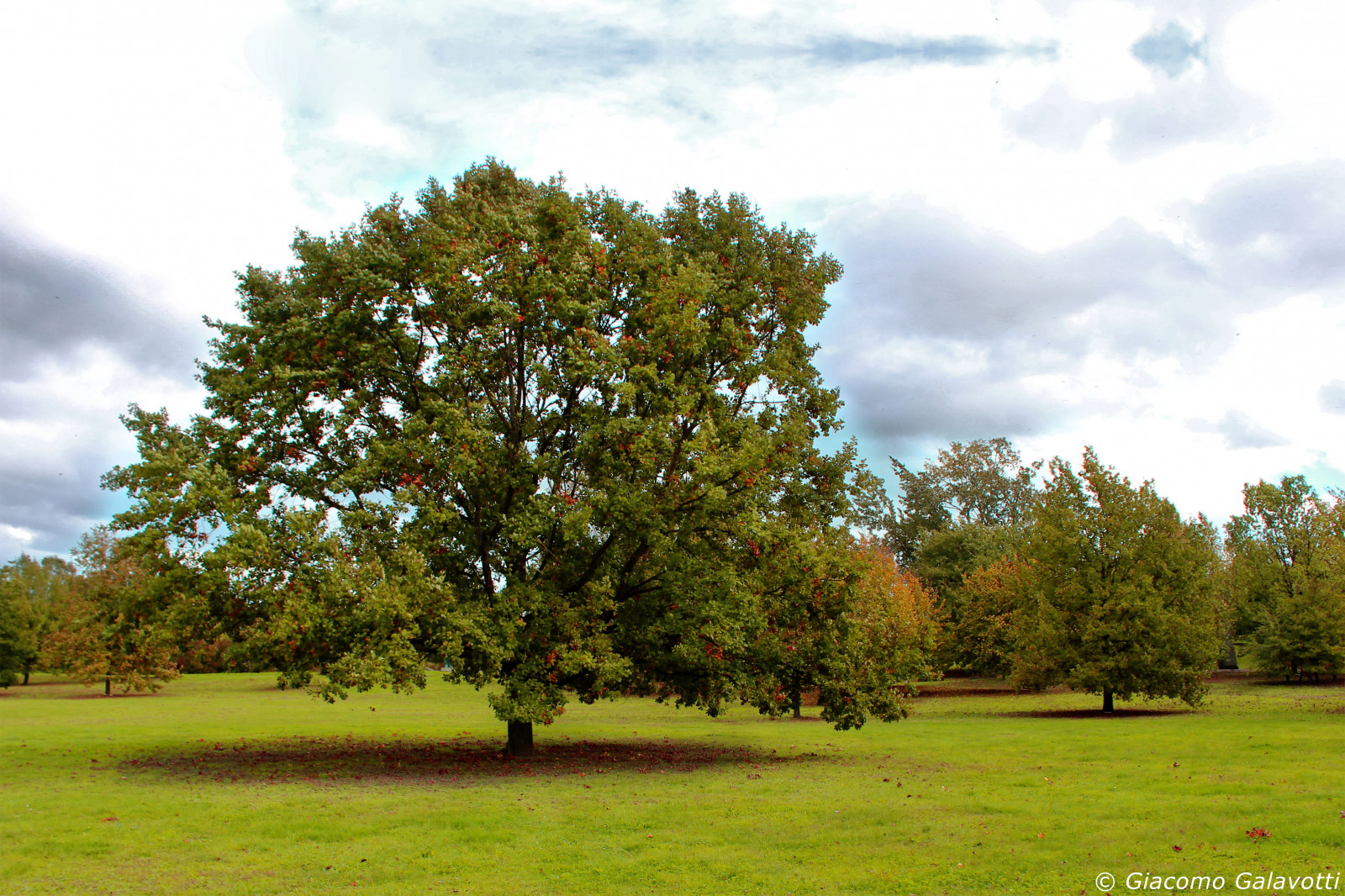 parco, verde, Kánon, eos, foto, web, natura, fotografia, albero, prato, Fotografo, Giacomo, Forli, 600D, Fotoweb, Webphotography, eos600d, Giacogala