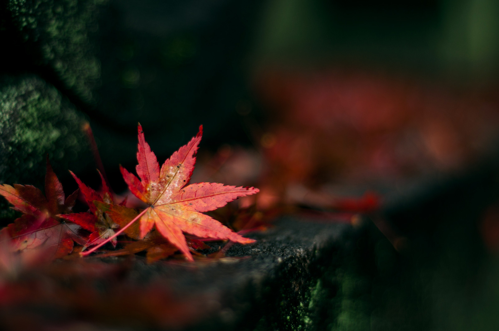 Japonsko, slunečnímu záření, Příroda, Červené, větev, zelená, žlutý, oranžový, Nikon, Kyoto, DX, strom, NIKKOR, 50mm, podzim, list, květ, rostlina, sezóna, flóra, d90, botanika, suchozemská rostlina, kvetoucí rostlina, dřevina, zblízka, makro fotografie, javor, Javorový list, fushimiinaritaisha