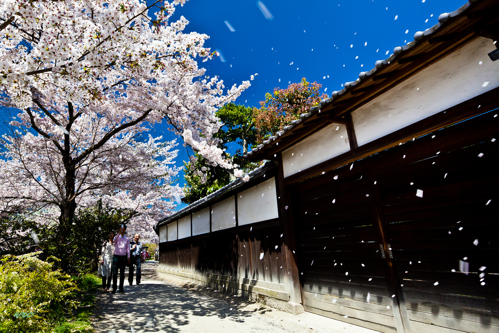デスクトップ壁紙 工場 木 空 建築 春 桜の花 家 建物 1024x6 1073 デスクトップ壁紙 Wallhere