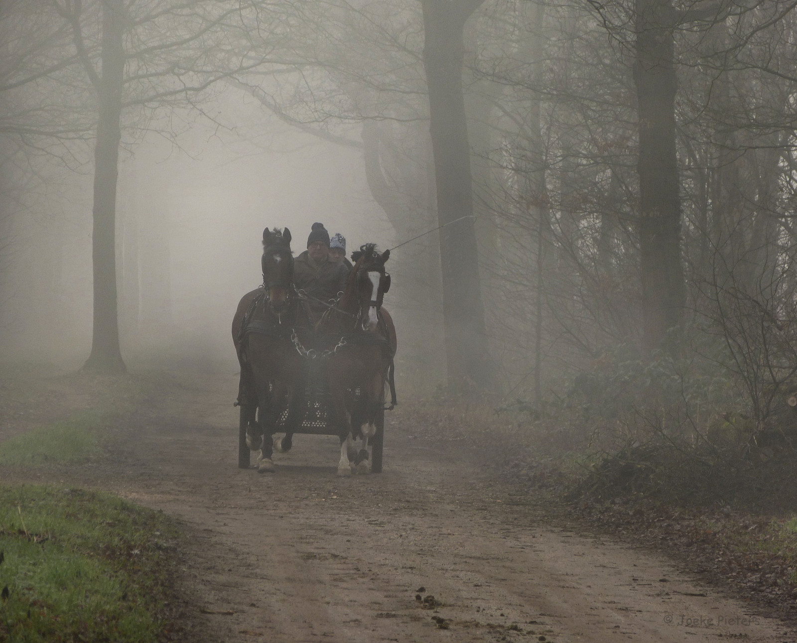 mlha, mlha, druh dopravy, strom, les, ráno, jev, zálesí, krajina, ekoregion, Snímek obrazovky, tráva