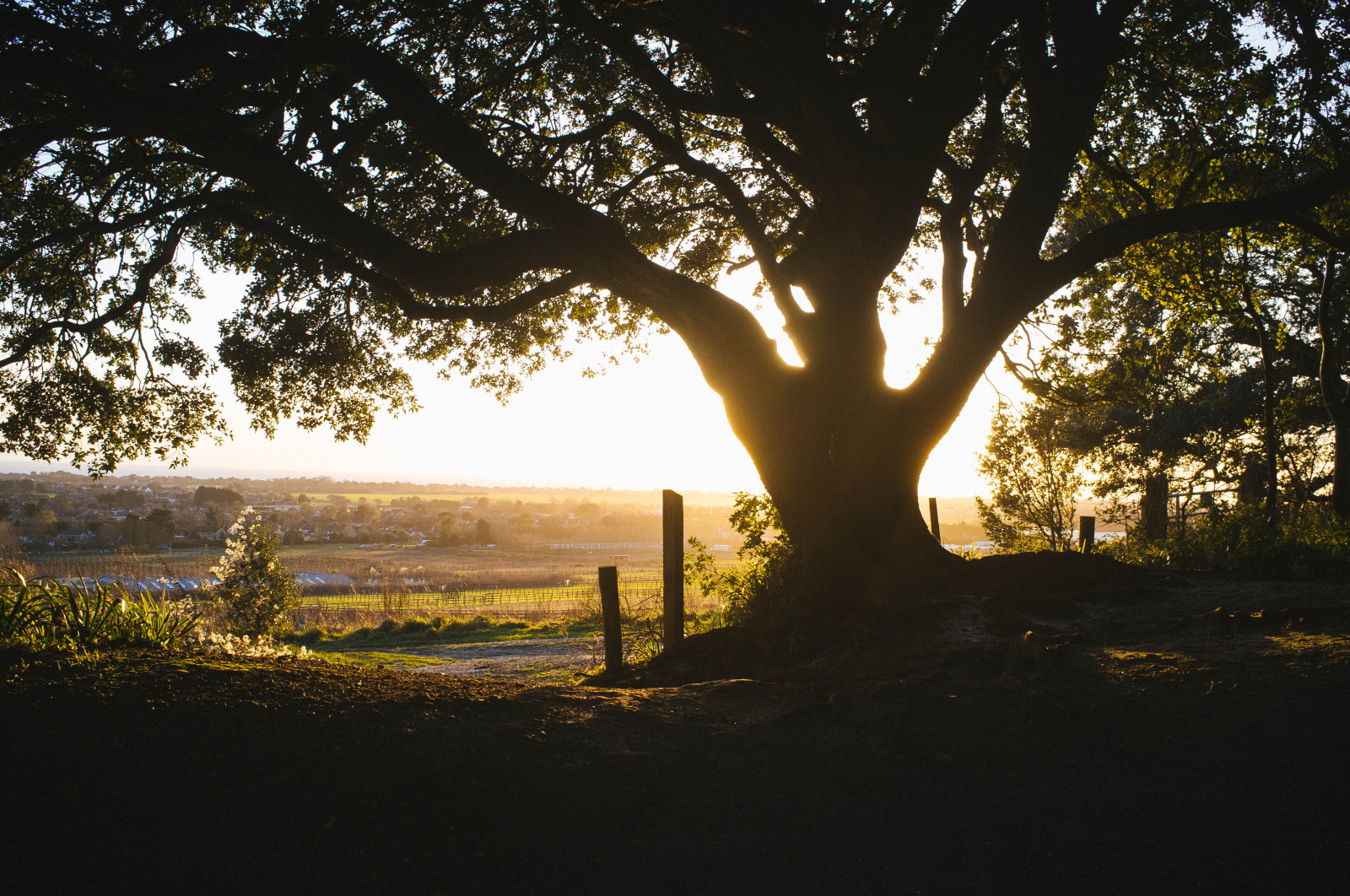 strom, Příroda, dřevina, nebe, ráno, slunečnímu záření, světlo, rostlina, svítání, větev, západ slunce, slunce, večer, krajina, svítání, tráva, stín, les, zálesí