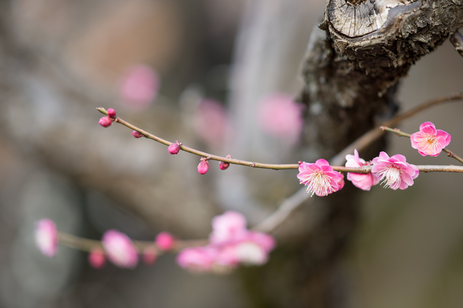 Japonsko, fotografování, větev, Třešňový květ, Nikon, květ, růžový, jaro, Tokio, jp, NIKKOR, list, květ, rostlina, sezóna, UME, flóra, okvětní lístek, afs105mmf14eed, afsnikkor105mmf14eed, df, ikegamibaien, Ikegami, japaneseapricot, větvička, vyrobit, botanika, zblízka, makro fotografie, závod stonek