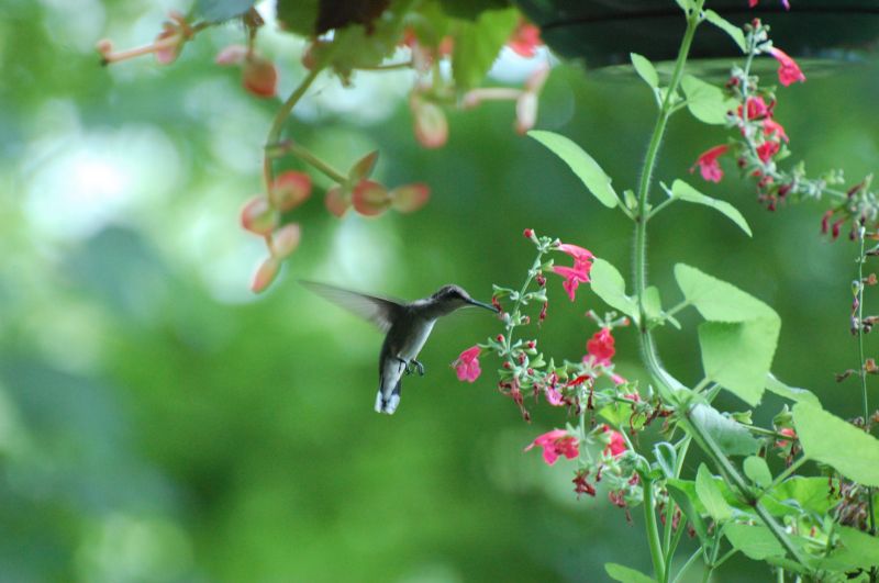 uccello,flora,colibrì,impollinatore,pianta,fiore