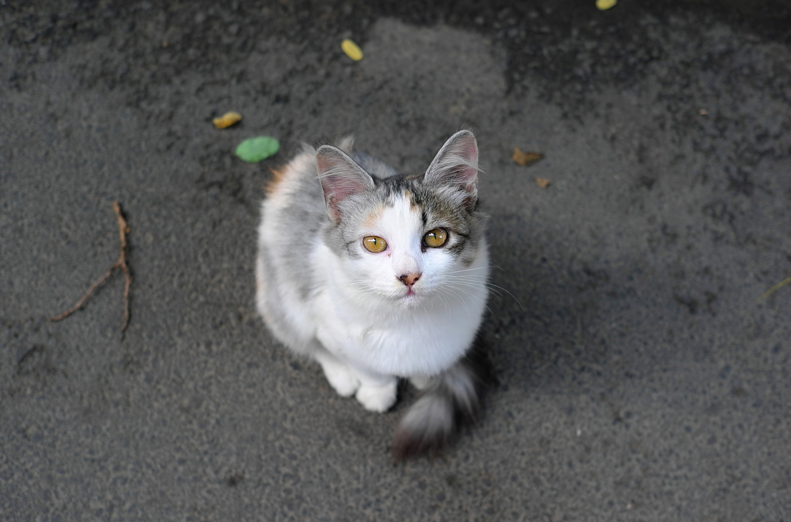 Katze, Whiskers, Leicax1, meine Freunde, Kätzchen, Säugetier, Wirbeltier, Katze wie Säugetier, Kleine bis mittelgroße Katzen, Häusliche kurzhaarige Katze