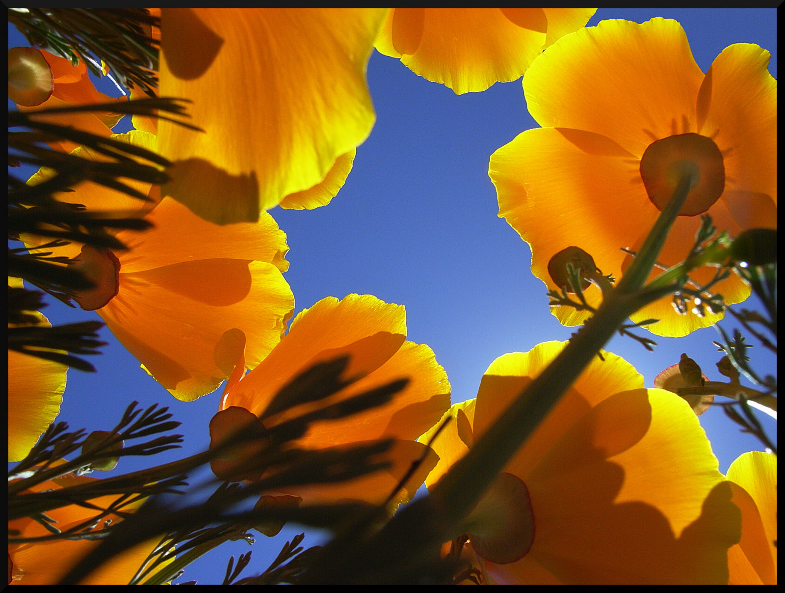 Kalifornie, ca, prozkoumat, vlčí mák, Gorman, artisticexpression, anawesomeshot, Květináče, brillianteyejewel