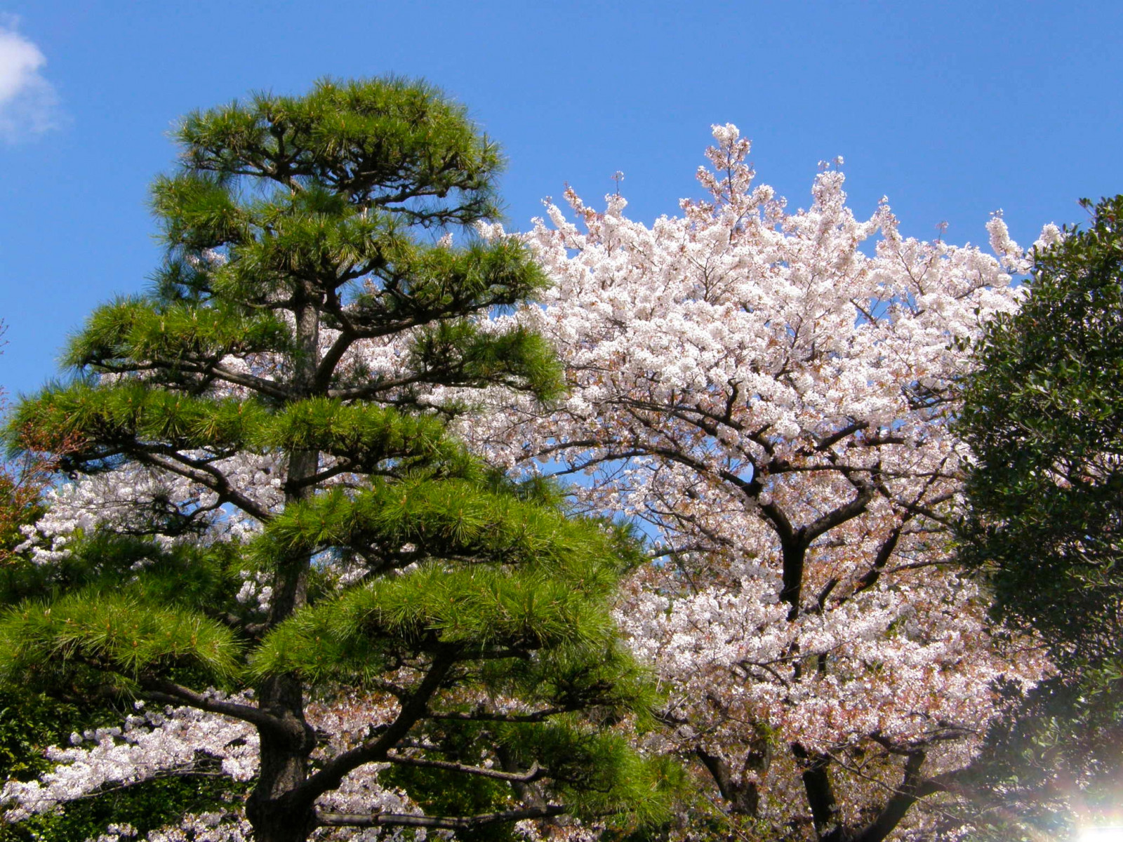 Japonsko, borovice, Tokio, jaro, Třešňový květ, sakura, imperiální palác, Japanesecherry