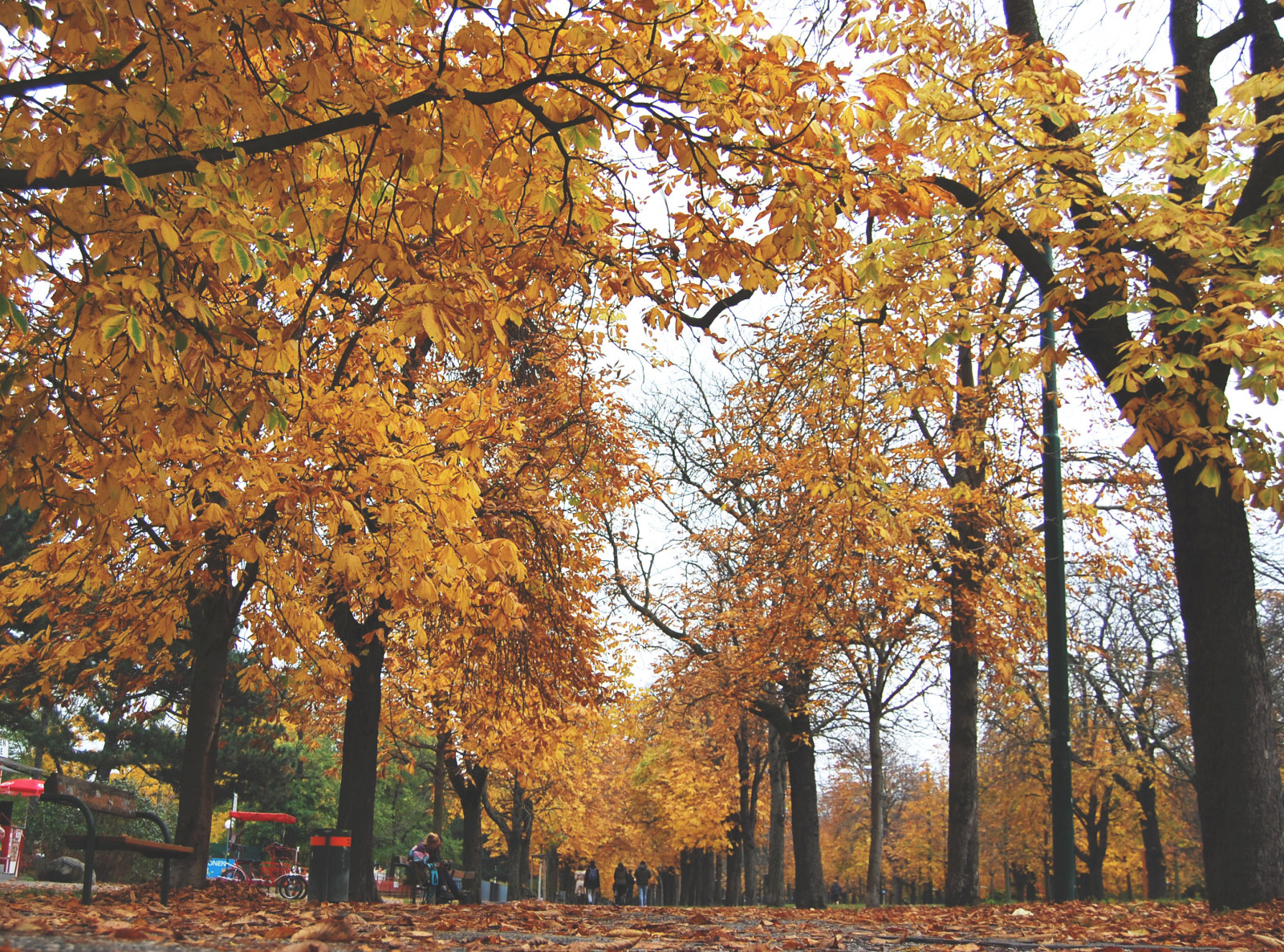 slunečnímu záření, stromy, les, listy, nebe, park, větev, žlutý, lavice, oranžový, Rakousko, Vídeň, jaro, chůze, perspektivní, strom, podzim, list, rostlina, alej, barvitý, sezónní, wien, tlachal, zálesí, háj, dřevina, biome, kufr, smíšený les, opadavý, javor, jinan dvoulaločný, o sterreich