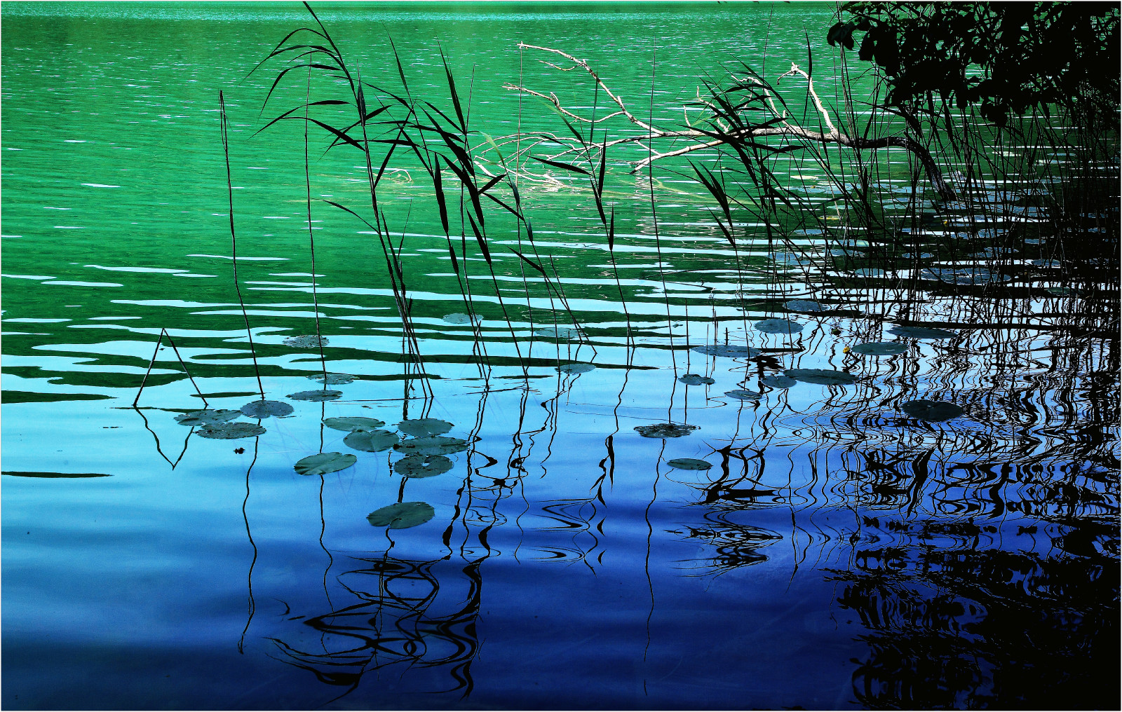 Francia, natura, eau, turchese, lac, vert, giada, jura, Roseaux, franchecomt, Lacduval