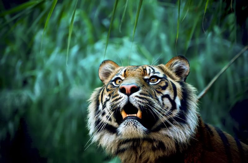 zvěř, Příroda, tygr, Volně žijících živočichů, velké kočky, zoologická zahrada zvěř, Příroda, tygr, Volně žijících živočichů, velké kočky, zoologická zahrada