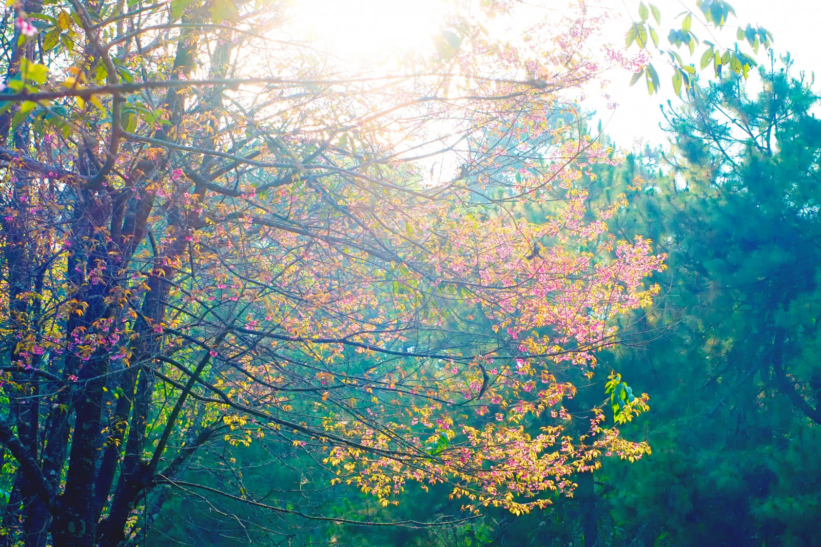 Příroda, list, strom, větev, ekosystém, vegetace, nebe, les, podzim, slunečnímu záření, ráno, zálesí, flóra, opadavý, atmosféra, biome, smíšený les, tráva, jaro, prales, džungle, krajina, počítač tapeta