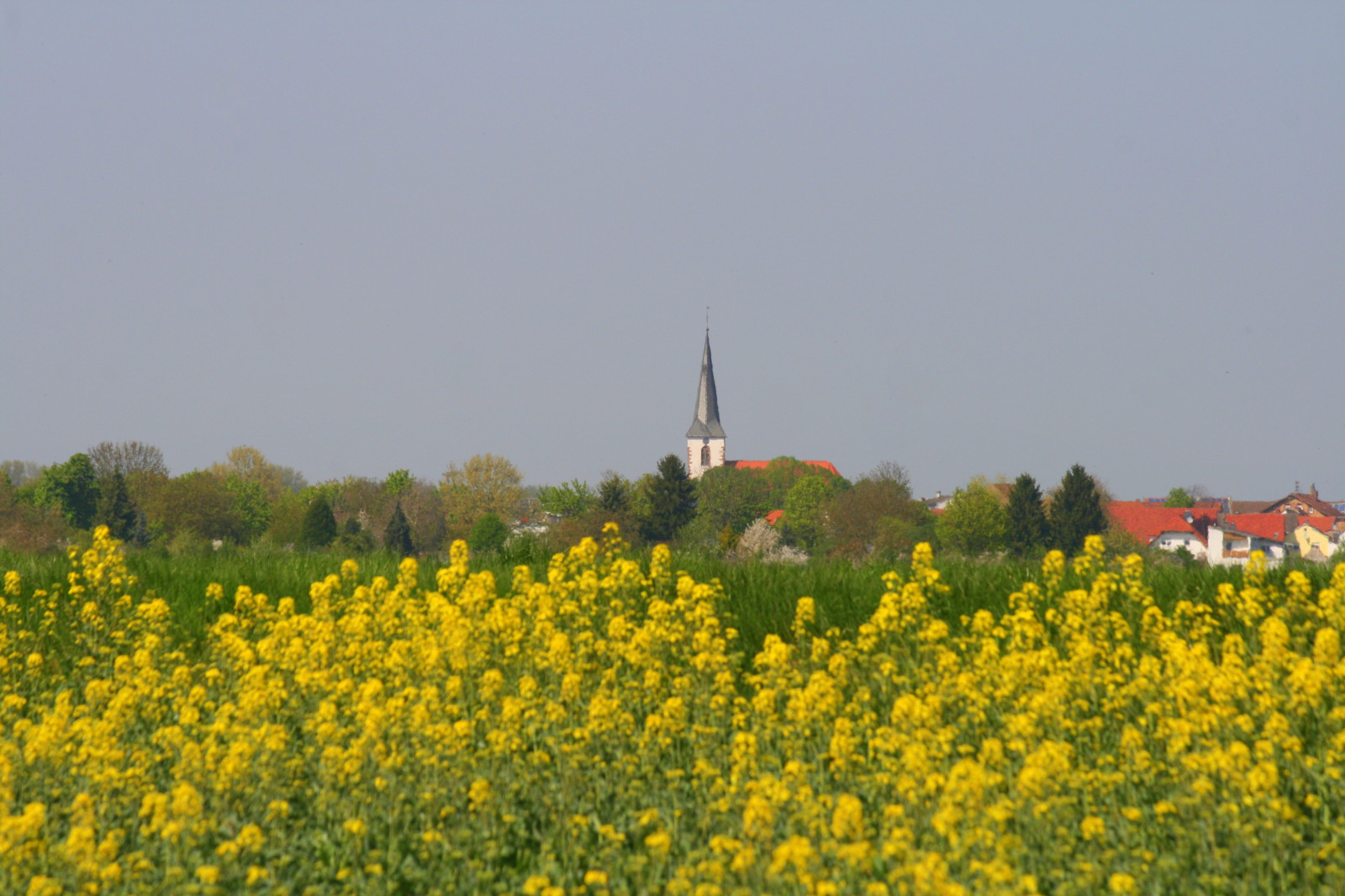 krajina, nebe, pole, žlutý, Německo, hospodařit, kostel, jaro, řepkového, strom, květ, lučina, rostlina, deutschland, znásilnění, nárazy, řepka, zemědělství, louka, kirche, hessen, divoká rostlina, prérie, ivlys, venkov, kvetoucí rostlina, brassica, hořčice závod, brassica rapa, hořčice a zelí rodina, Fruhling, Ried, Leeheim