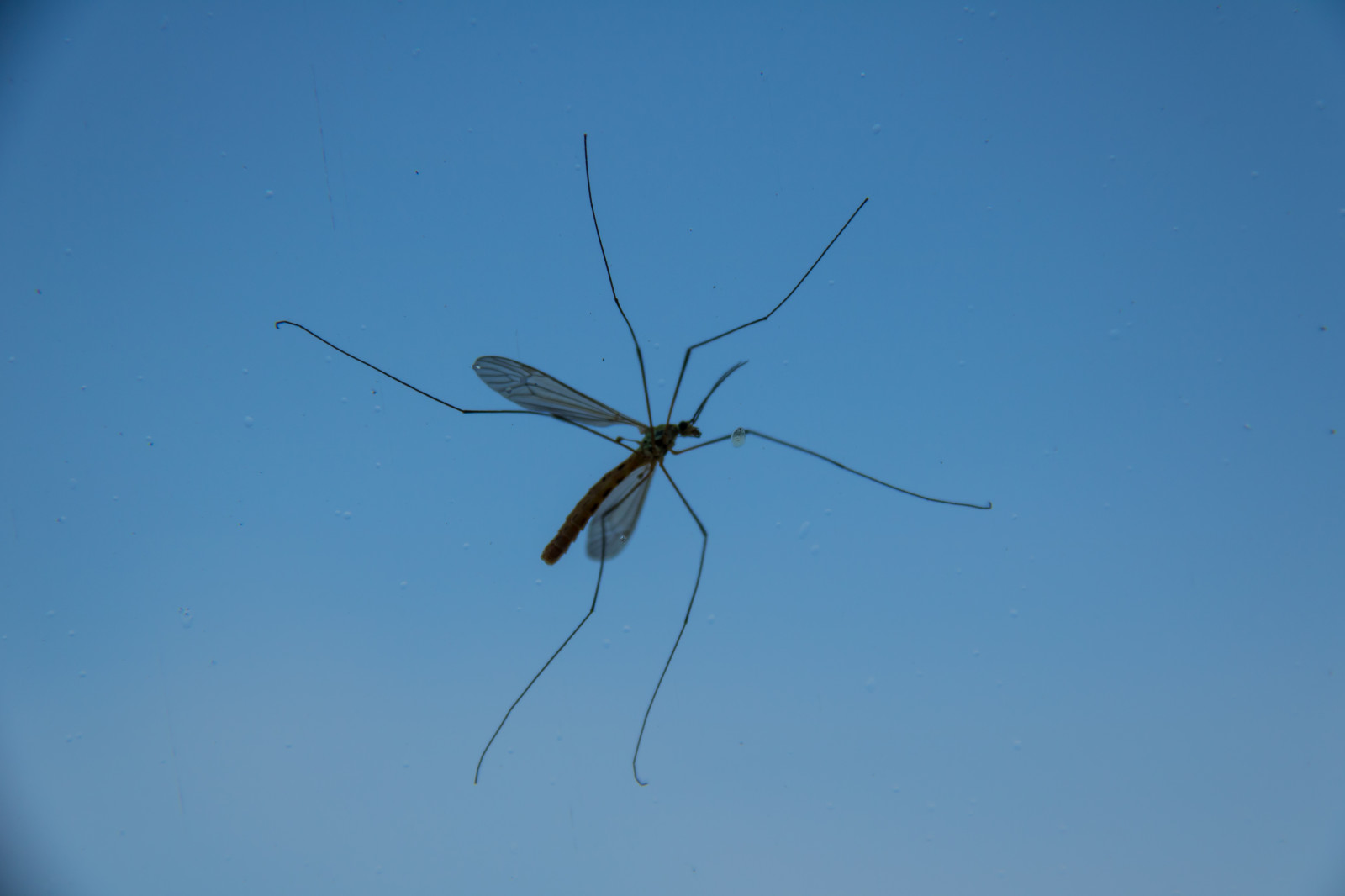 Sky Insect Wallpaper : sky, insect, blue, wind, line, insekt, daddylonglegs ...