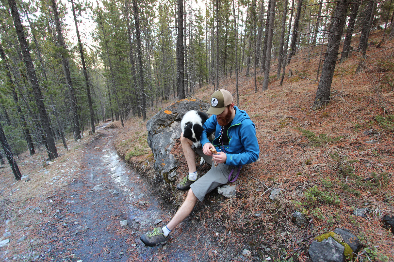 medvěd, Pes, Oregon, štěně, Jake, stezka, Thor, Karelian