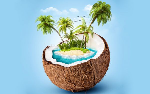 cabang,pot bunga,memberikan,latar belakang biru,pohon-pohon palem,pulau