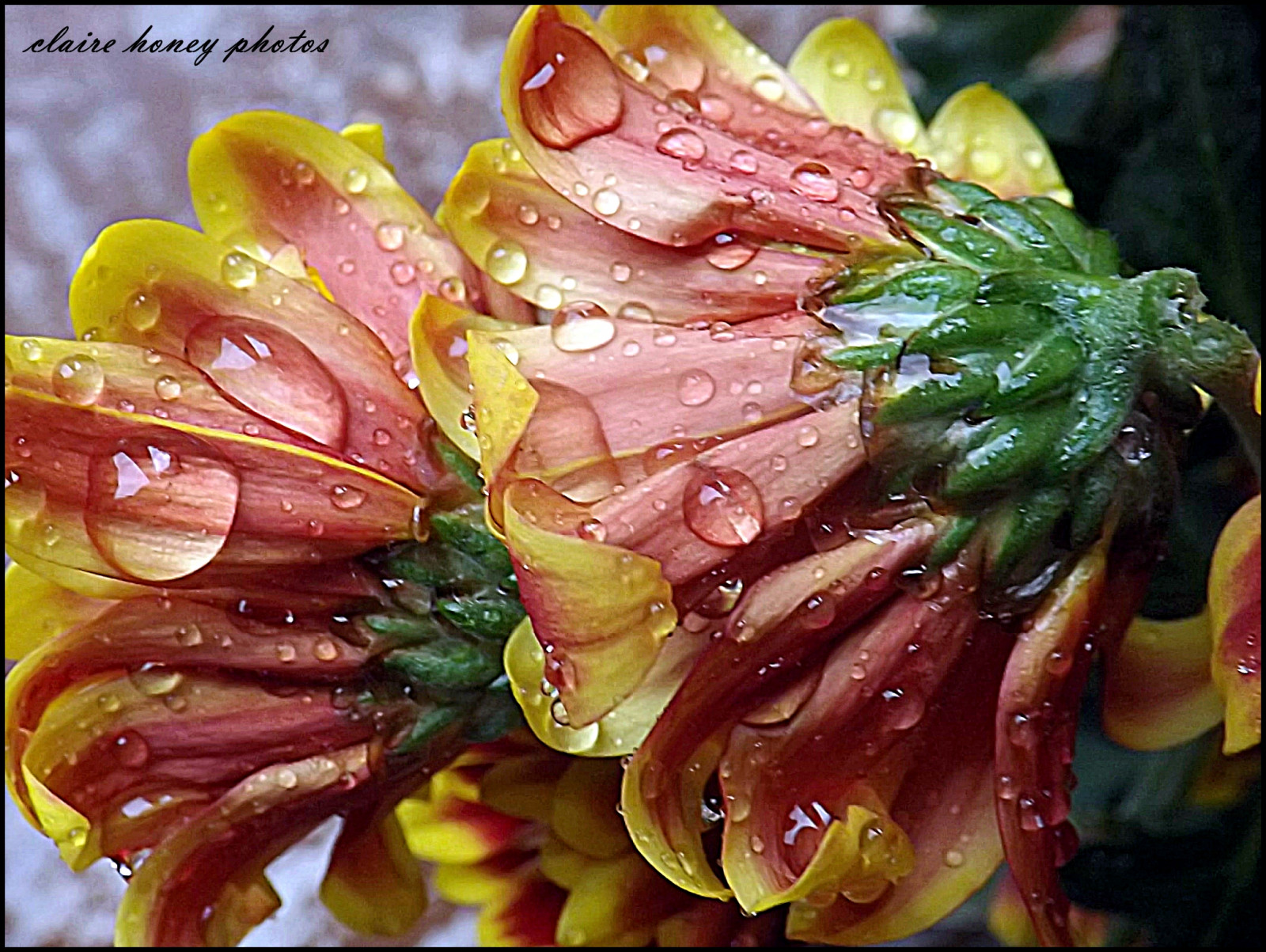 květ, kapky vody, FrameIt, flowersandcolours, flowerarefabulous