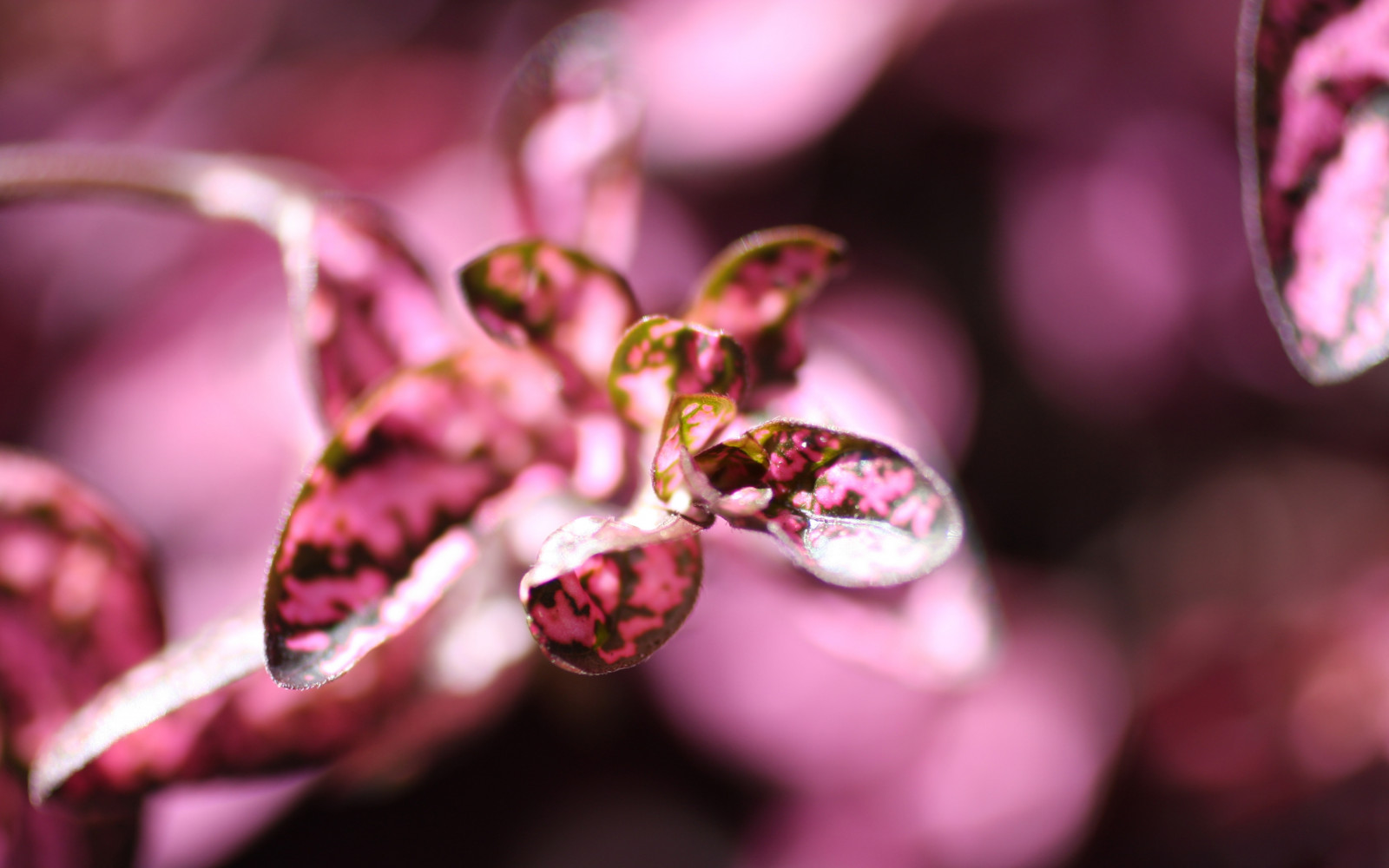 rouge, les plantes, la photographie, violet, pétales, fleur, rose, printemps, Couleur, feuille, fleur, plante, flore, main, pétale, bijoux, Accessoire de mode, fermer, Photographie macro