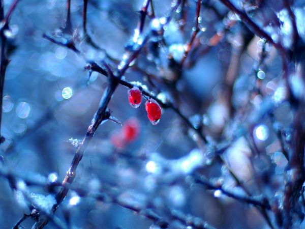 spring, fruits, berries, dogrose, rain