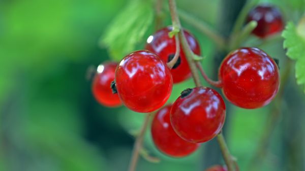 currant,berry,ripe,branch