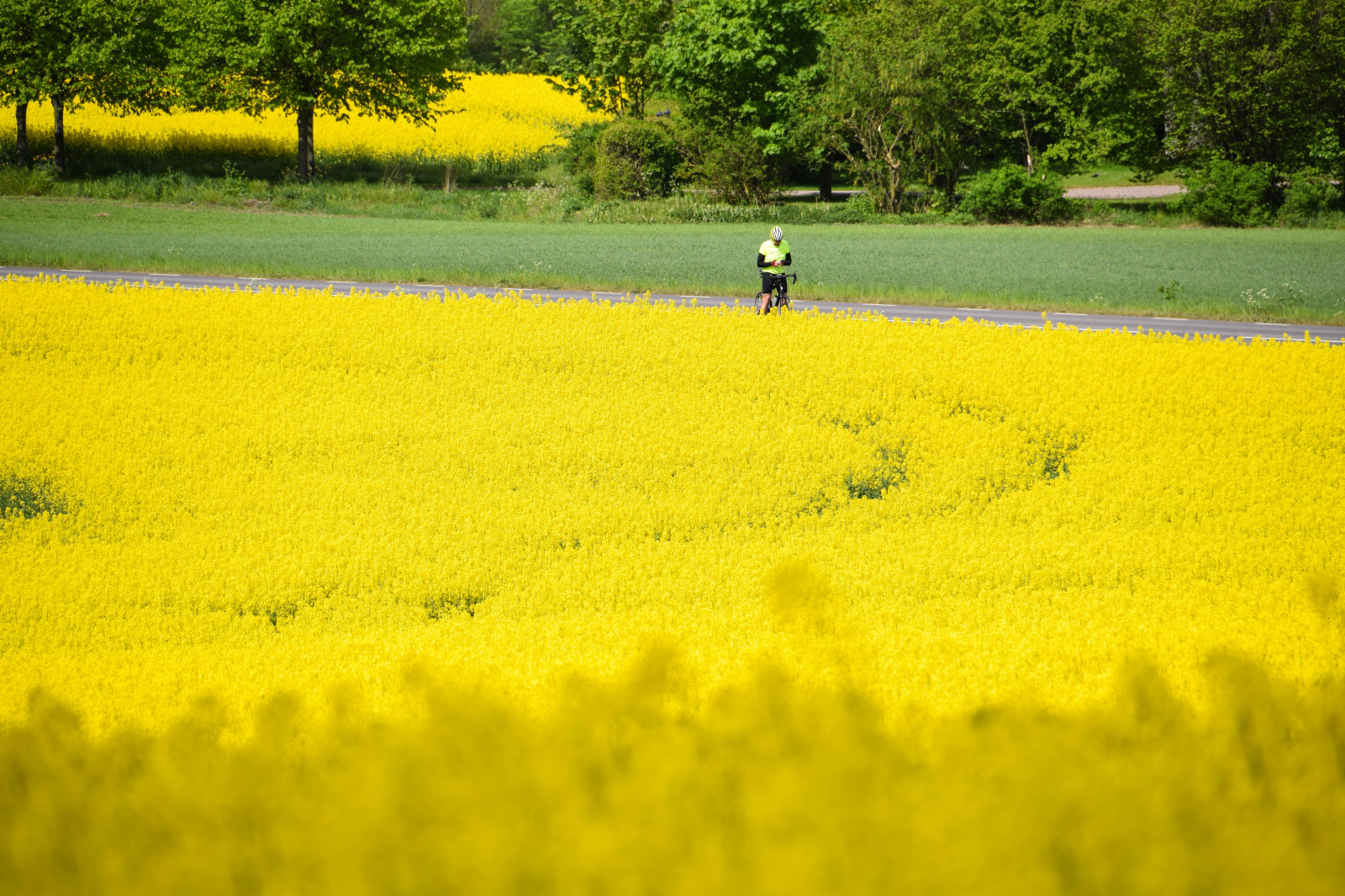 jídlo, Příroda, nebe, pole, žlutý, Švédsko, Sverige, řepkového, květ, lučina, rostlina, venkovní, sk nel n, se, nebe, sk ne, venkov, landsbygd, znásilnění, silnice, brassicanapus, rapseed, spannm l, řepka, zemědělství, louka, prostý, prérie, venkov, vyrobit, suchozemská rostlina, kvetoucí rostlina, tráva rodina, zeleninový, brassica, hořčice závod, brassica rapa, hořčice a zelí rodina