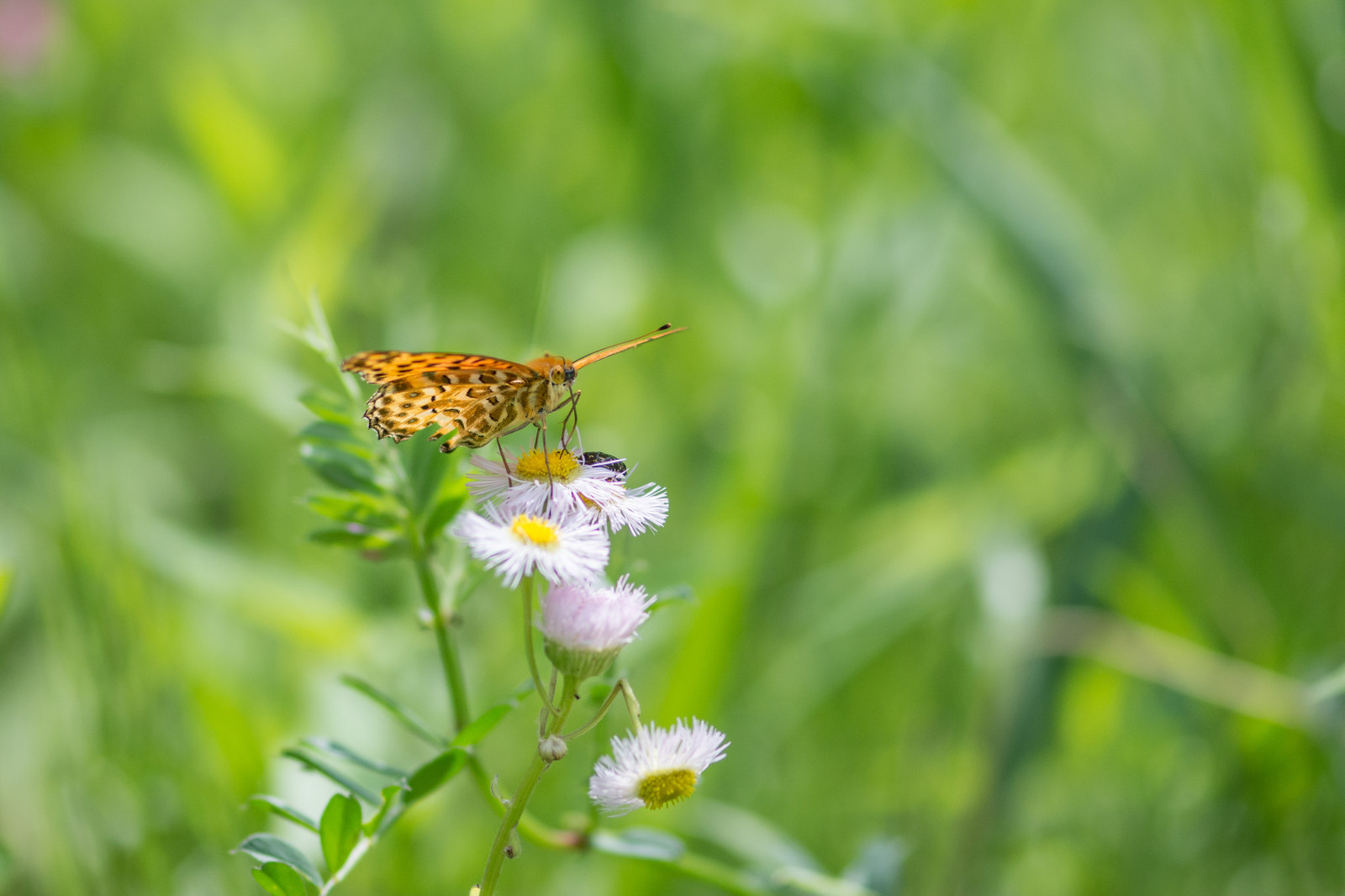 หญ้า, ผีเสื้อ, แมลง, สัตว์ป่า, เลนส์, มอด, nikkor, ดอกไม้, จุลภาค, 105 มม, ed, vr, afs, F28g, การถ่ายภาพมาโคร, สัตว์ที่ไม่มีกระดูกสันหลัง, สิ่งมีชีวิต, ถ้า, น้ำทิพย์, แมลงผสมเกสร, ผีเสื้อและผีเสื้อ, lycaenid, ผีเสื้อพระมหากษัตริย์, ผีเสื้อแปรง, 7100, micronikkor105mmf28, ญี่ปุ่นโยโกฮาม่า, buttefly