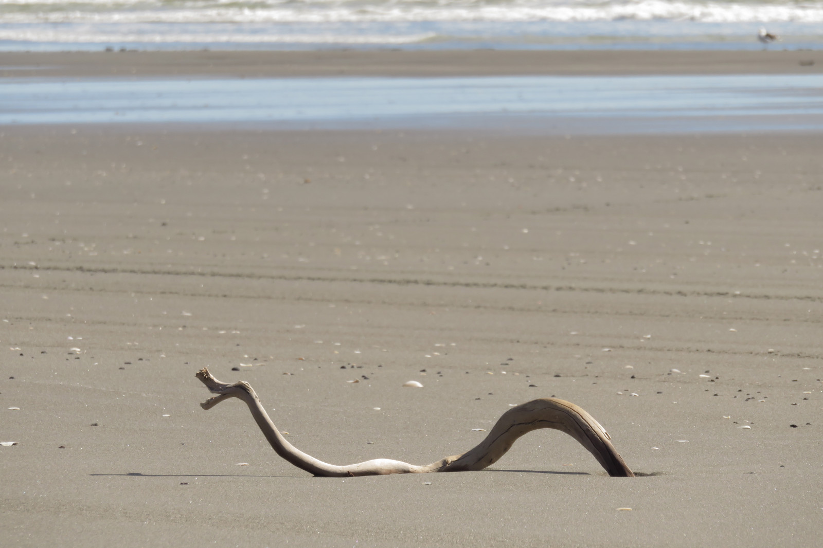 moře, voda, pobřeží, písek, pláž, dřevo, větev, pobřeží, poklad, mušle, mušle, naplavené dříví, venkovní, oceán, mořské scenérie, pláže, mimo, pobřeží, skořápka, větve, přímořská krajina, kiwi, skořápky, Nový Zéland, nz, mořský břeh, mělčina při ústí řeky, ekoregion, beachscape, větev stromu, aotearoa, mořská příšera, beachscene, canonpowershotsx700hs, beachtreasure, beachtreasures, himatangibeach, Manawatu, Monstertree, Monsterdriftwood, Dřevěný pohled, Driftwoodlooklikelikeamonster