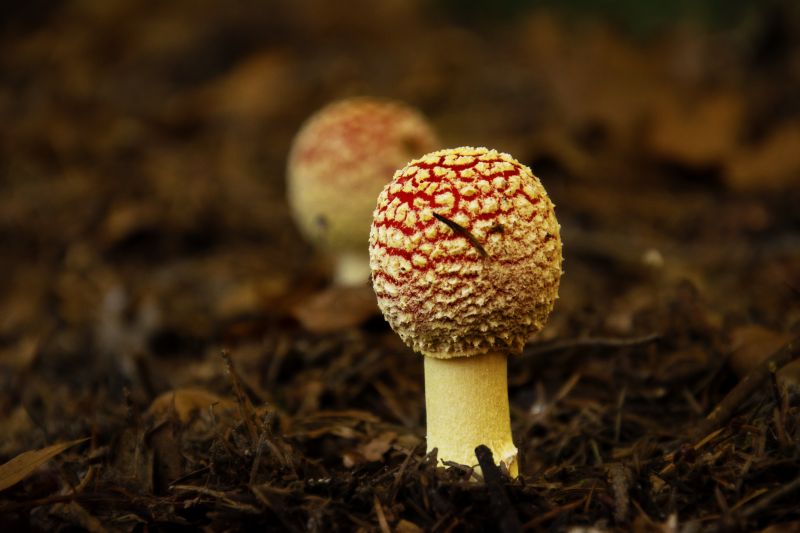 outono,natureza,Países Baixos,parque,dois,cogumelo