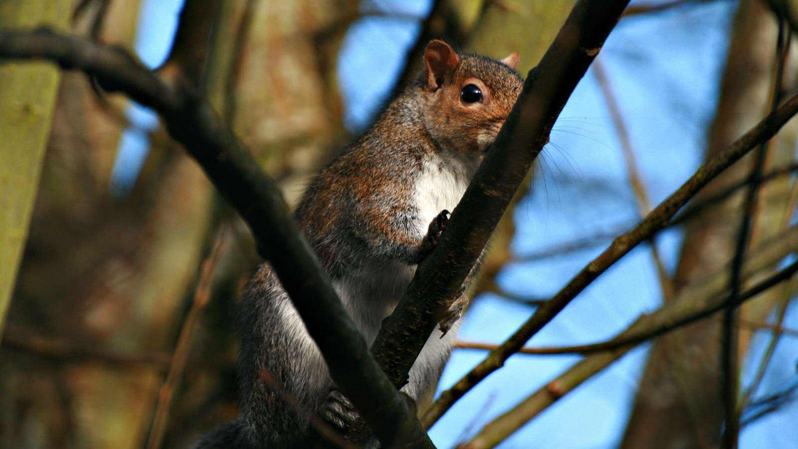 Wallpaper Nature Squirrel Branch Wildlife Twigs Nails Rodent 