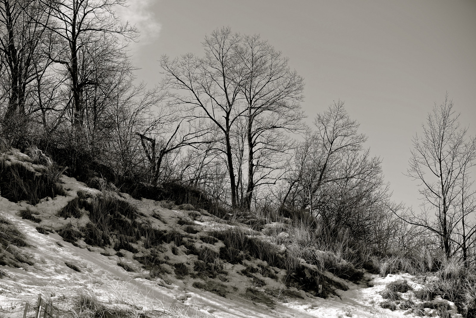 stromy, krajina, les, černobílý, kopec, Příroda, park, sníh, zima, pláž, větev, led, mráz, Nikon, duna, 2015, zmrazení, Černý a bílý, strom, duny, počasí, rostlina, sezóna, tělesné, březen, indiana, zálesí, venkov, atmosférický jev, Černý a bílý, monochromatické fotografování, dřevina, nikond610, Chesterton, statepark, indianadunes, mttom, indianadunesstatepark, portercounty, nikon80400