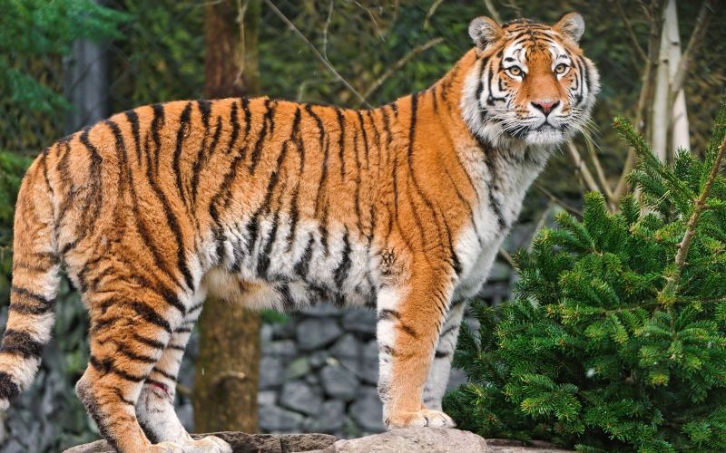 2560x1600 px, animals, tiger 2560x1600 px, animals, tiger