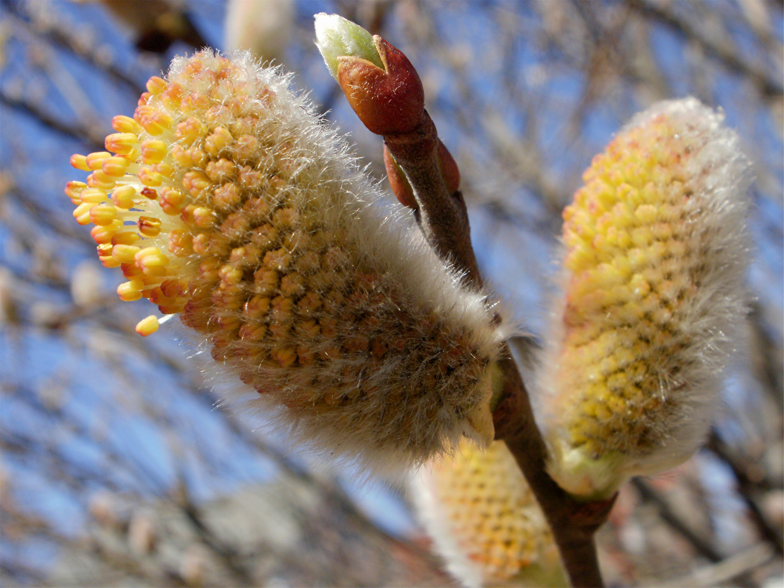 květiny, makro, strom, květ, jaro, flor, květy, Blomma, bunga, blume, květ, bulaklak, bloem, pussywillows, Cicek, kwiat, lule, kv tina, 0a, kukkien, vir ga
