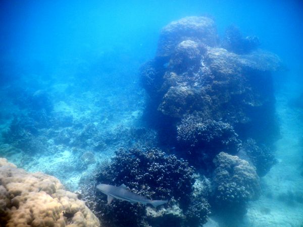 sea, water, sky, blue, shark, underwater