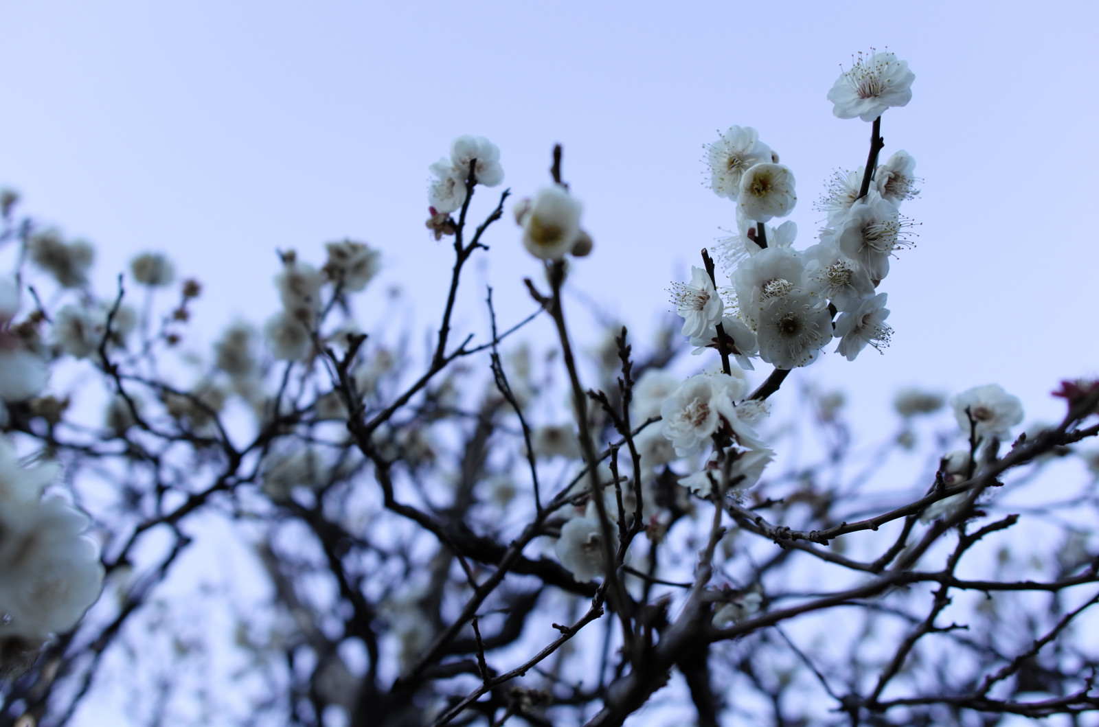 Japonsko, Příroda, nebe, sníh, zima, větev, mráz, květ, jaro, Leica, Tokio, zmrazení, jp, strom, list, květ, počasí, rostlina, sezóna, švestka, UME, flóra, T, Ikegami, japaneseapricot, leicat, summicront235, Summicron, t235, ikagamiplumpark, dřevina