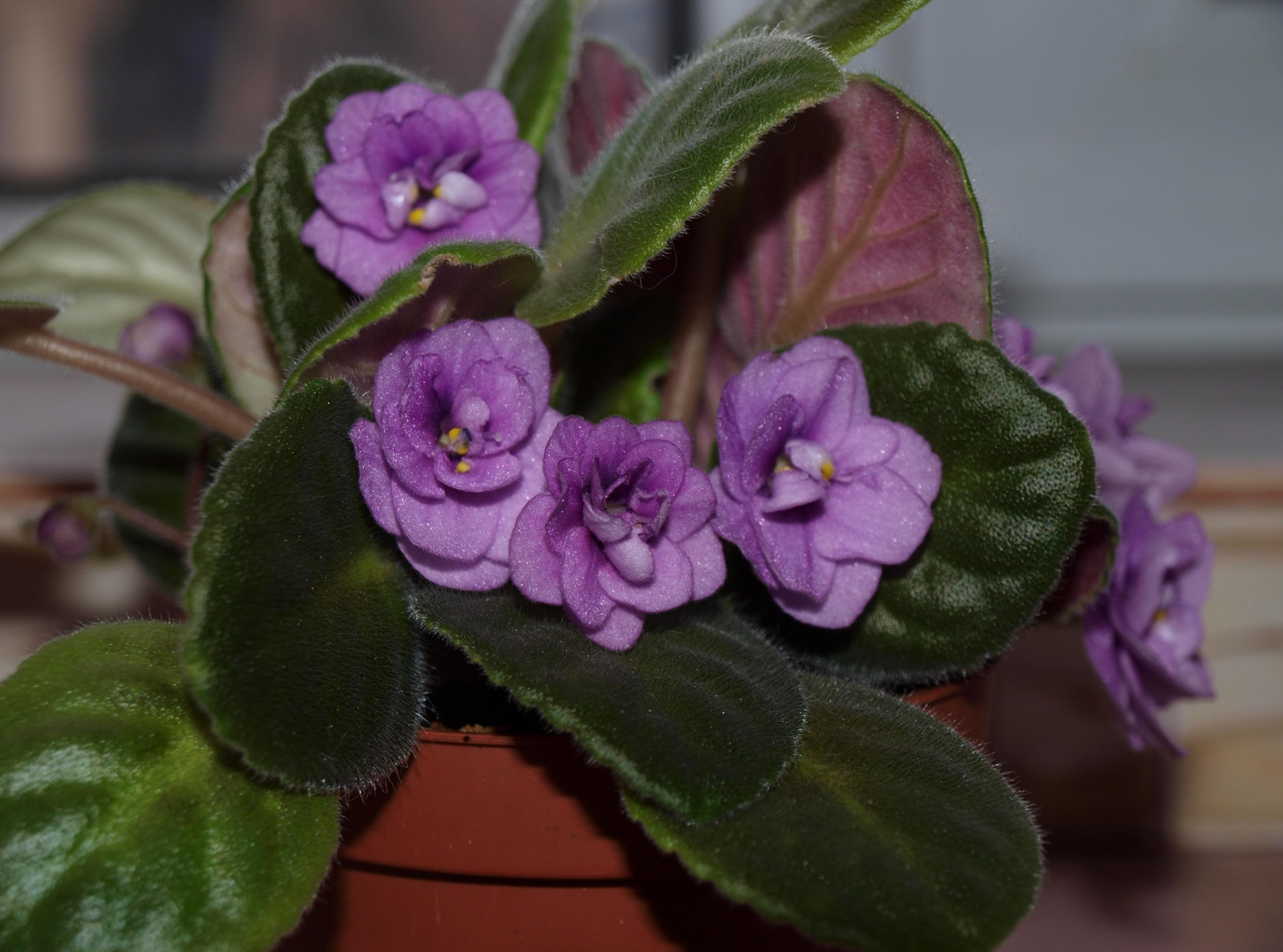 værelse, lilla, violet, grøn, blomst, Cattleya, blad, blomst, plante, orkidé, flora, gryde, kronblad, bratsch, blomstring, botanik, jord plante, blomstrende plante, tæt på, makrofotografering, møl orkidé, blomster, blomsterbinding, blomstret design, violet familie