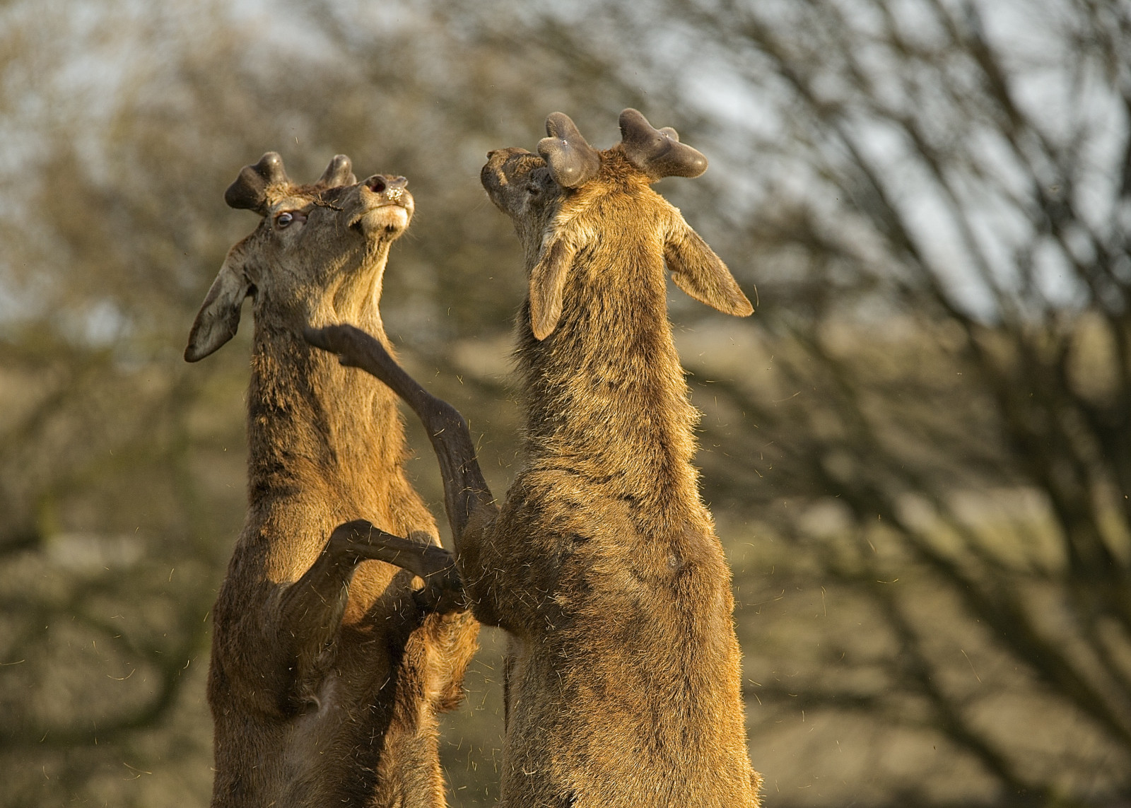 Volně žijících živočichů, křoví, jeleni, srst, bojování, parohy, samet, žaludů, strom, zvíře, stíny, Sluneční svit, jaro, vřes, Safari, reddeer, fauna, savec, boj, pozdní odpoledne, zálesí, traviny, čenich, flyinghair, Nottinghamshire, muži, býložravec, rašeliniště, Wollaton, agrese, vřesoviště, Deerpark, vnitrozemí, níže, Rozšířené, přežvýkavec, Cervuselaphus, Pasáží, Ruttingseason, Uplandhills, Paralelně, Místních důstojníků, Malesrut, Browsesfoliage, Téměř, hádka, Loosehair, Rootcrops, Soukromé sídla, Prolévání zimních plášťů, Twostags, Malesbecomeaggressive, Redbrowncoats, Breedseptemberoctober, Největší britský mammál, Dálnice, Shromažďování, Newantlergrowth, terrestrial animal