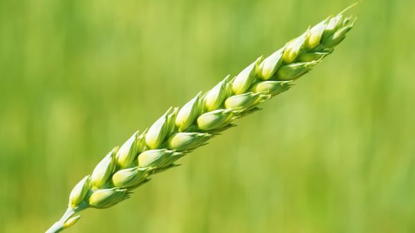 food,grass,field,green,wheat,flower