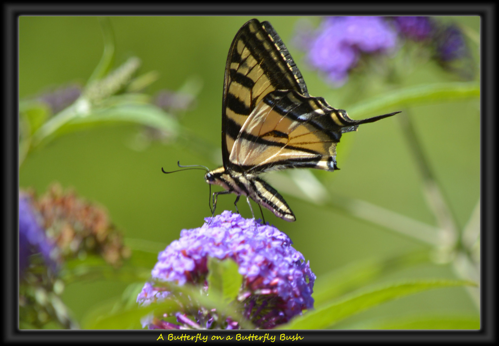 tiger, sommerfugl, insekt, gul, dyreliv, bokeh, møl, blomst, Busk, makrofotografering, hvirvelløse, leddyr, organisme, nektar, bestøver, møl og sommerfugle, lycaenid, monark sommerfugl, Pieridae, børste footed sommerfugl, svalehale, papilio, glaucas