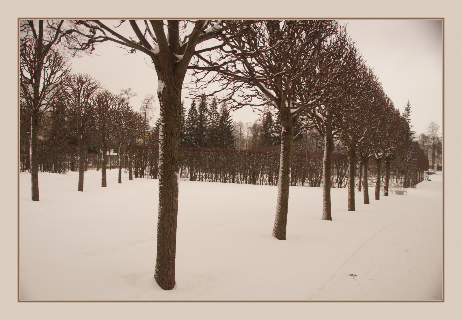 výkres, sníh, zima, větev, 2015, leden, strom, počasí, sezóna, tvar, skica, atmosférický jev, pushkin