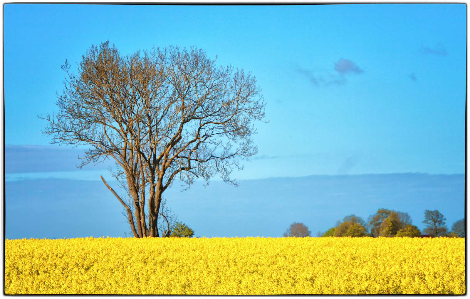 แนวนอน, อาหาร, ท้องฟ้า, ฟิลด์, โซนี่, ฤดูใบไม้ผลิ, Rapeseed, ต้นไม้, landschaft, ดอกไม้, ทุ่งหญ้า, ปลูก, ข่มขืน, raps, คาโนลา, ที่ราบ, baum, fr hling, bl te, ทุ่งหญ้า, rapsbl te, nordvorpommern, zackl, sz227, sonyslt58, ผลิต, โรงงานที่ดิน, พืชดอก, ระบบนิเวศ, ครอบครัวหญ้า, ผัก, Braseriaica, โรงงานมัสตาร์ด