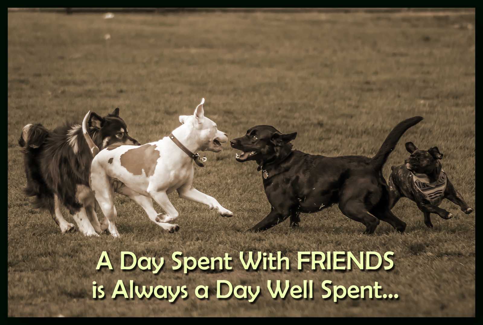 Wallpaper quote, park, sepia, friendship, bulldog, dogs, sonya580