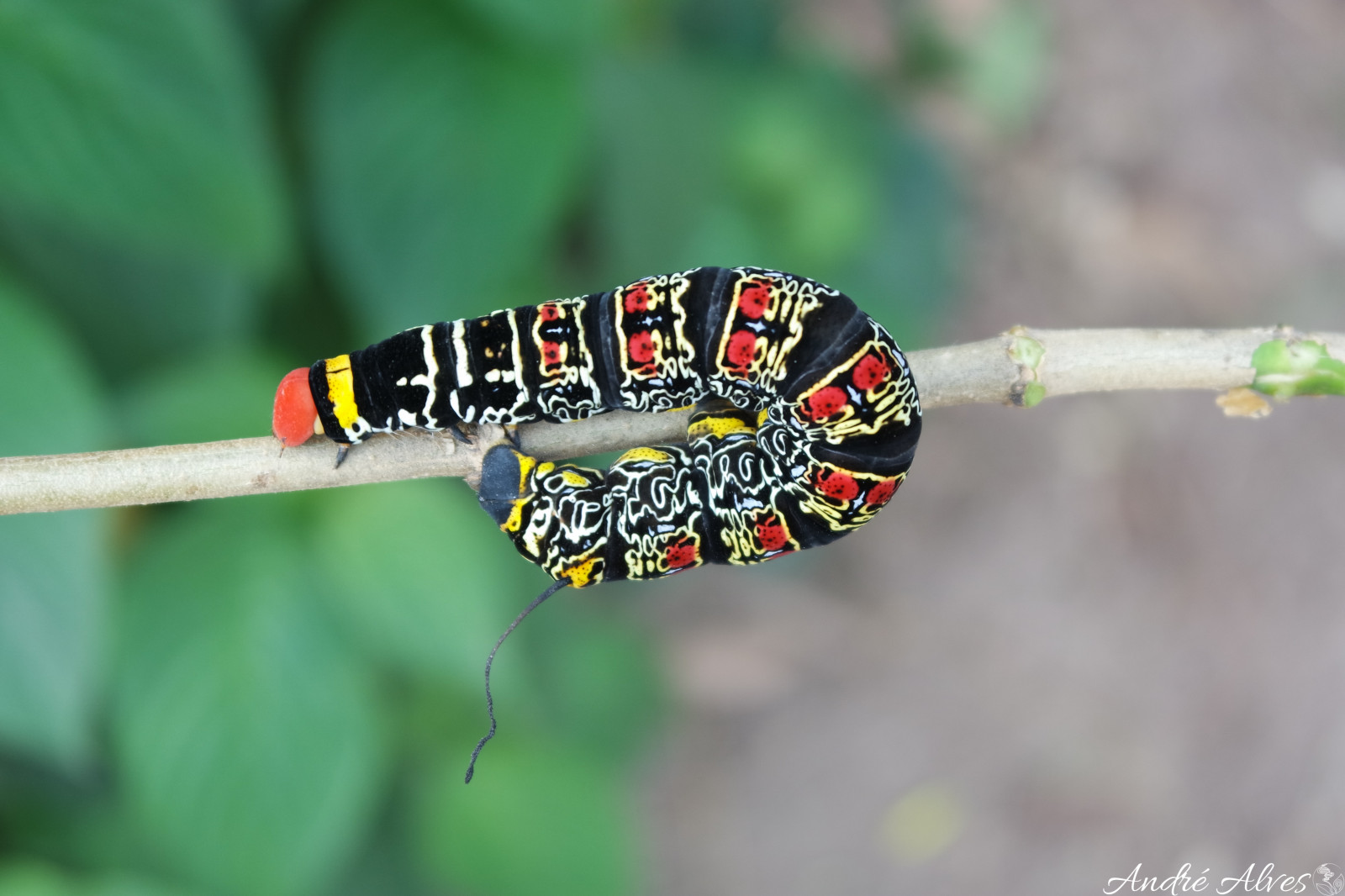 ngc, moth, lepidoptera, Caterpillar, sphingidae, psychedelic, mariposa, ilha, animalplanet, lagarta, ciencias, ufrj, fund o, biologia, psicod lica, isognathus, caricae, samsungnx2050mmf35 56, nx3000
