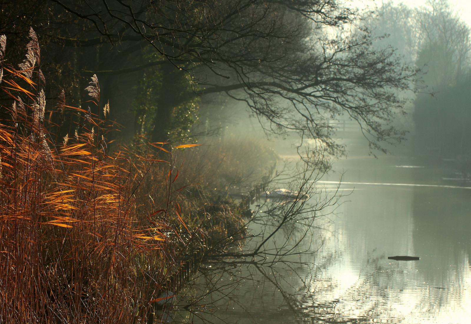 slunečnímu záření, stromy, les, Příroda, odraz, sníh, zima, větev, večer, ráno, mlha, Rotterdam, rákos, strom, podzim, mlha, list, počasí, svítání, sezóna, odrazy, příkop, Bomen, bergsebos, Riet, místo výskytu, přírodní prostředí, atmosférický jev, reflecties, Sloot