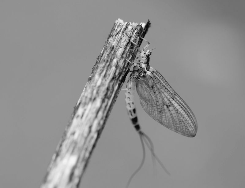jepice,hmyz,Ephemeradanica,řeka,macromondaysbw,tělesné