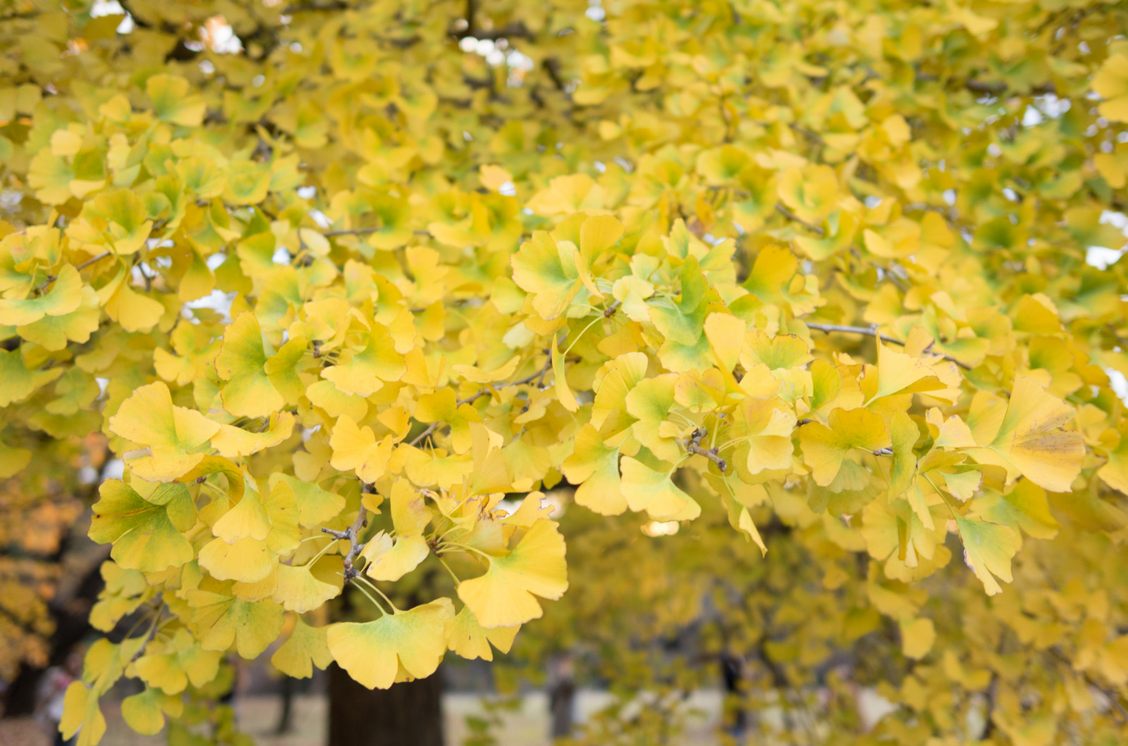 Japonsko, slunečnímu záření, Příroda, větev, zelená, žlutý, květ, Leica, Tokio, jp, strom, podzim, list, květ, rostlina, sezóna, flóra, CC, T, Shinjuku, leicat, Summicron, CreativeCommons, summicron235, 235, shinjukugyoen, divoká rostlina, vyrobit, botanika, suchozemská rostlina, kvetoucí rostlina, dřevina, keř, makro fotografie, jinan dvoulaločný