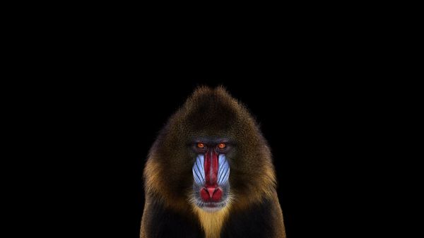 monkey, Mandrill, simple background, photography, mammals, darkness