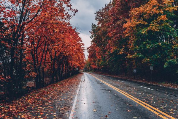 sky,cloud,plant,Natural landscape,road surface,asphalt