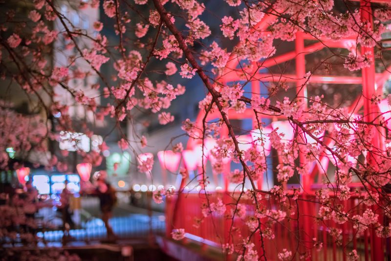 růžový, květ, květ, Třešňový květ, rostlina, jaro