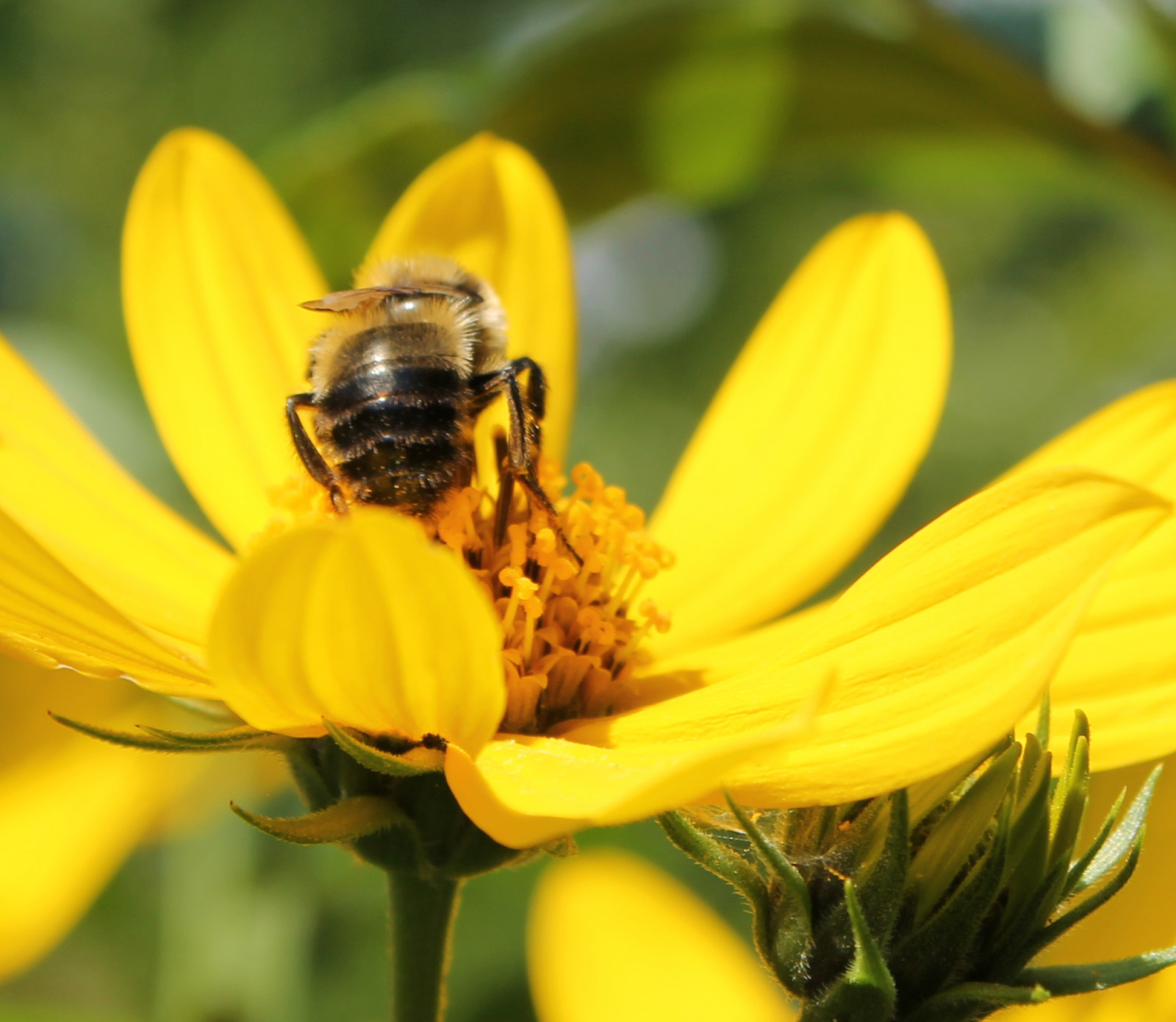 květiny, křídla, fotografování, makro, hmyz, žlutý, Lístky, pyl, květ, Slunný, bokeh, jaro, jasný, štěnice, Včela, Soustředit se, květ, překvapující, rostlina, báječný, Sluneční svit, flóra, dof, barvitý, primavera, detail, okvětní lístek, nádherný, bello, bellissimo, fiori, fauna, divoká rostlina, moje zahrada, botanika, suchozemská rostlina, kvetoucí rostlina, zblízka, makro fotografie, bezobratlý, daisy rodina, membrána okřídlený hmyz, nektar, včelí med, opylovači, miogiardino, lahodný, povznášející, jarní horečka
